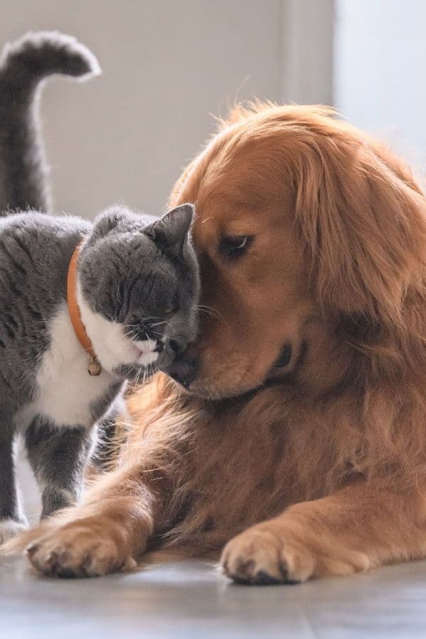 Pet Nutrition Essentials: Choosing the Right Diet for Your Pet