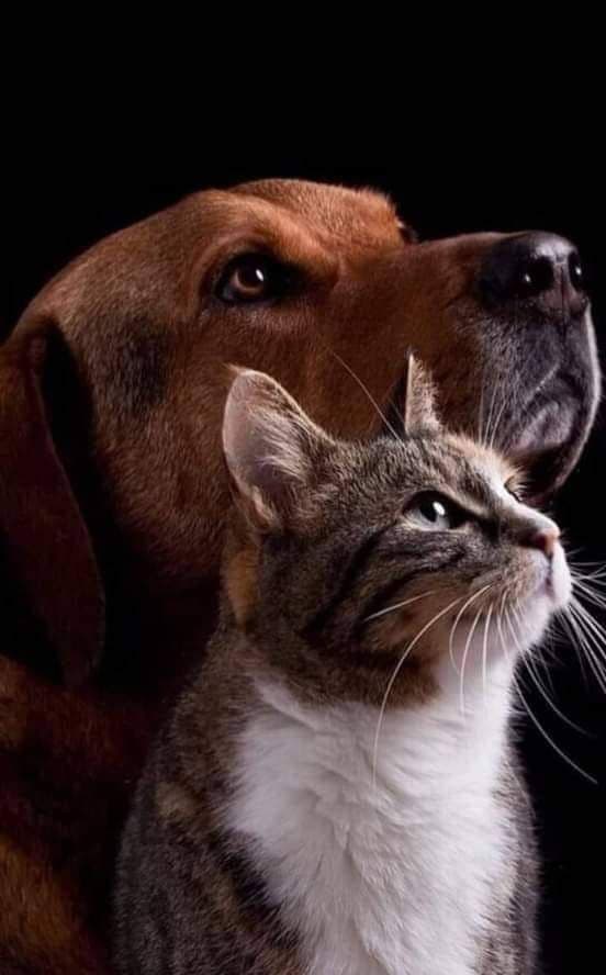Essential Vaccinations for Pets: A Complete 2025 Guide