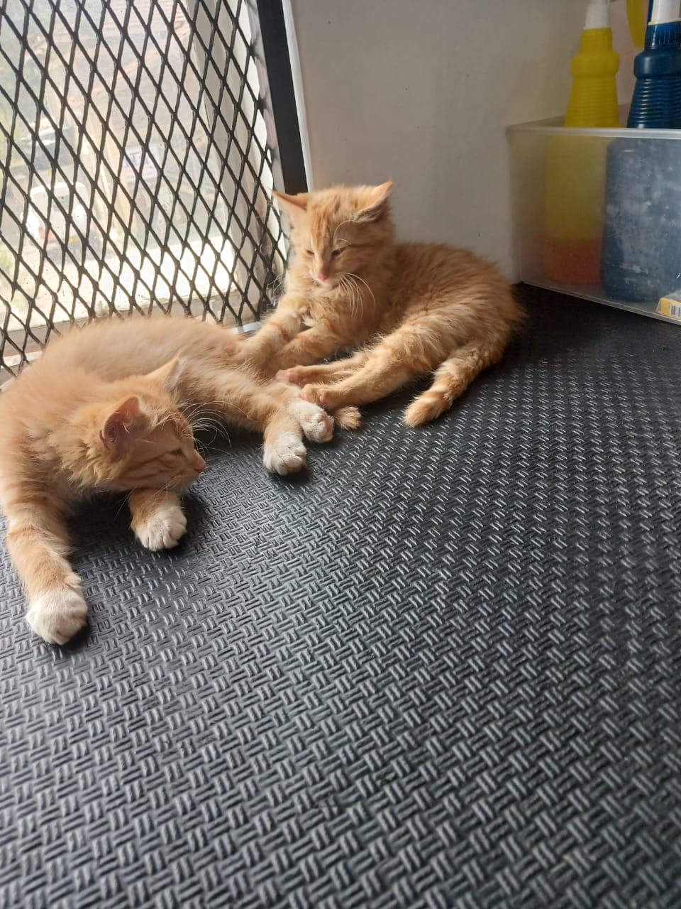 Pet Boarding