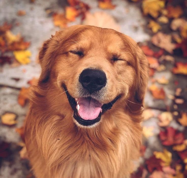 Why Dental Care is Crucial for Your Pet's Overall Health