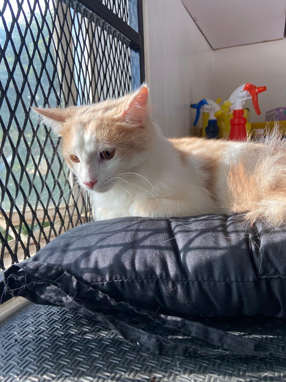 Professional cat sitter with content cat