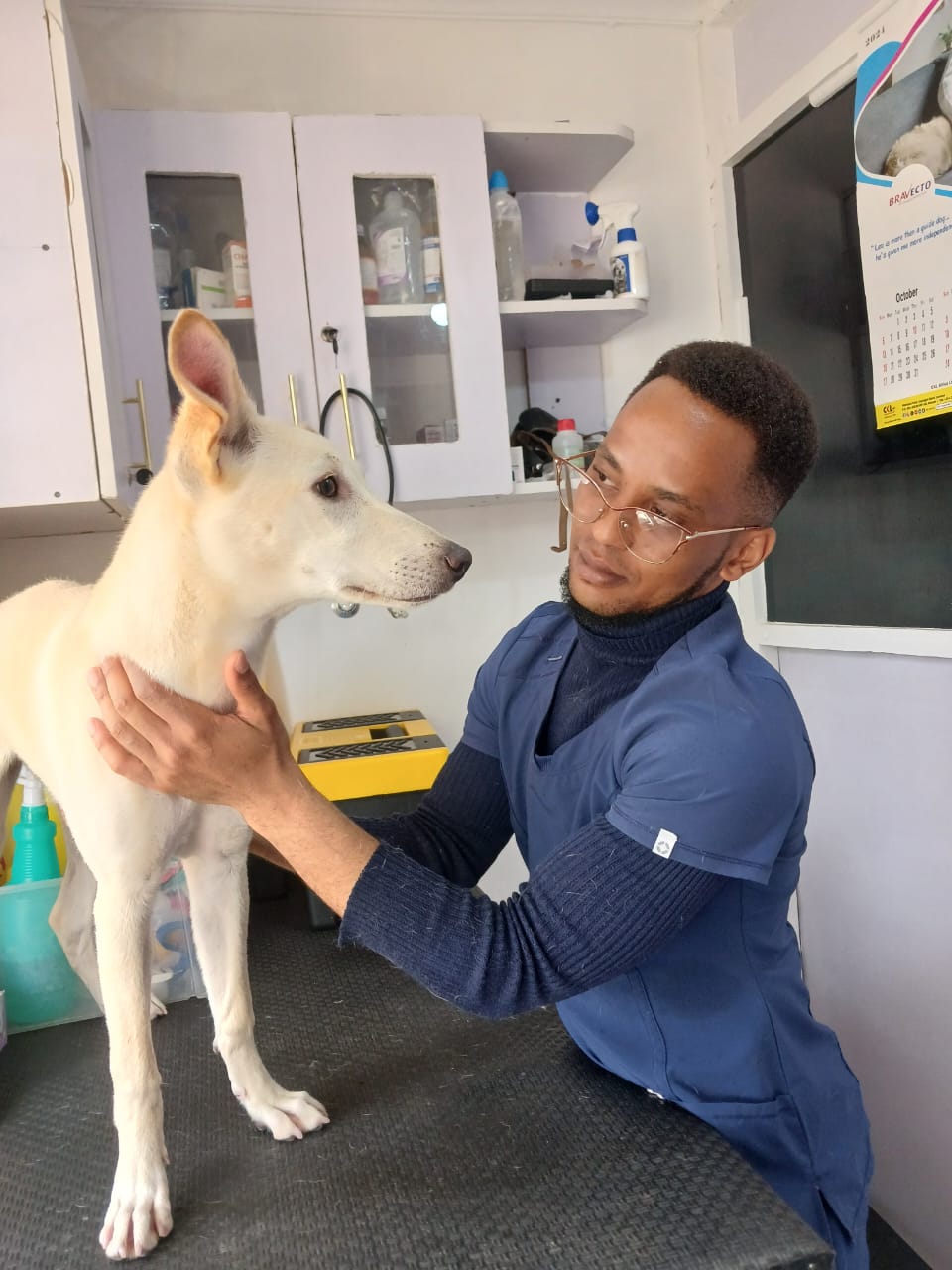 Dog receiving thorough veterinary examination