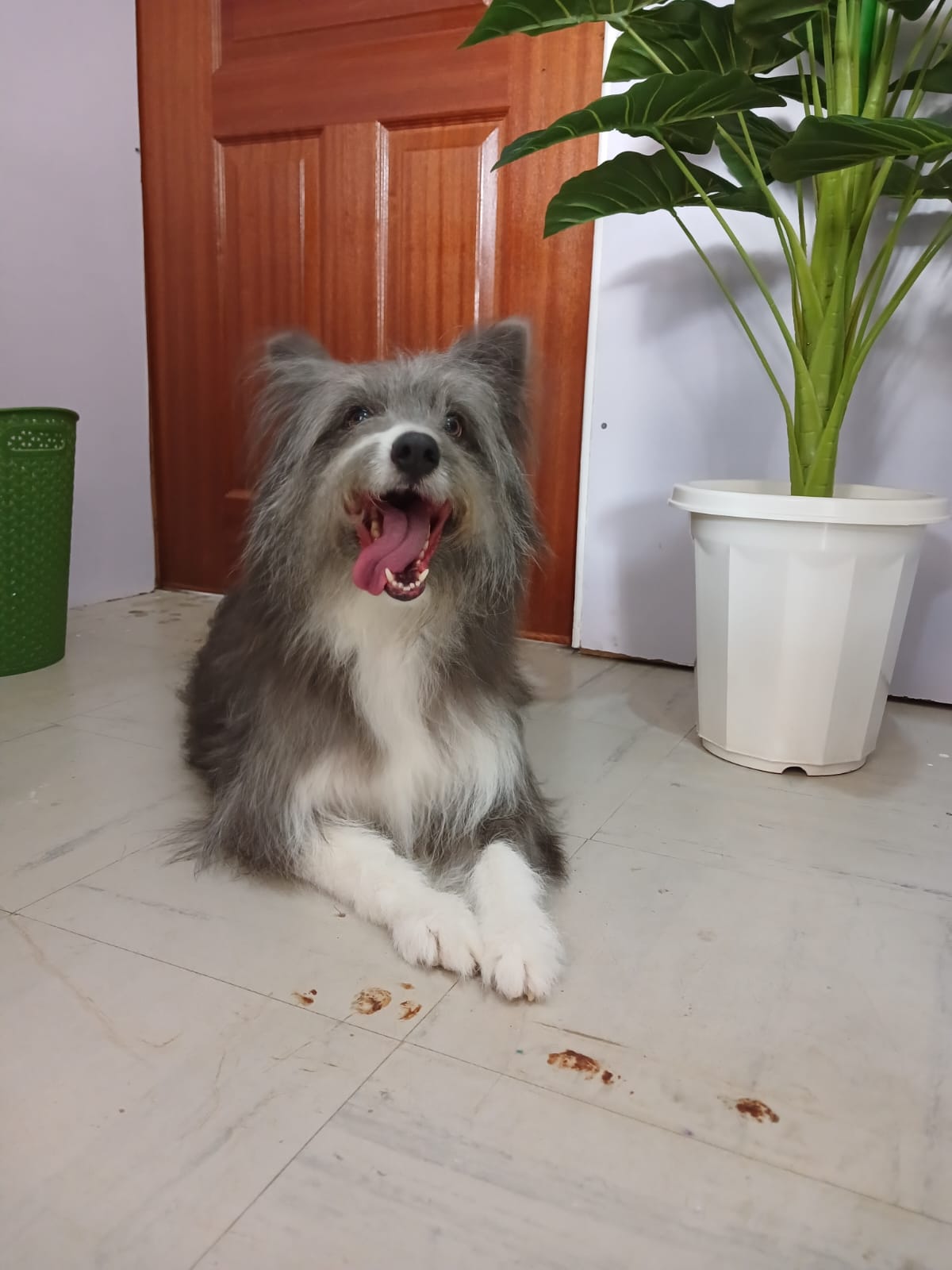 Professional dog grooming service in progress