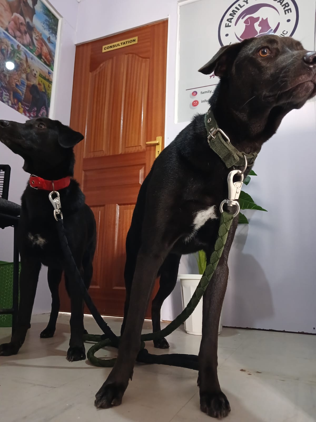 Dogs receiving post-treatment care and attention