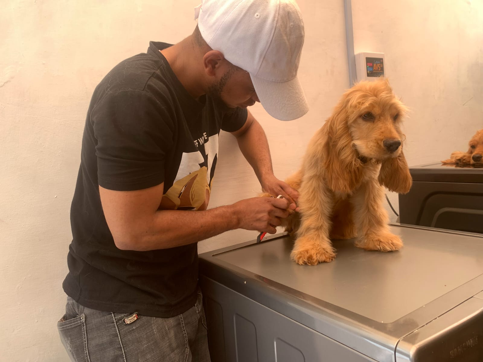 Pet grooming station with modern equipment