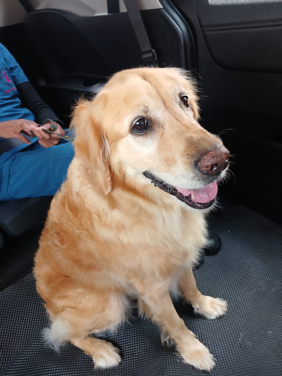 Joyful dog after veterinary visit