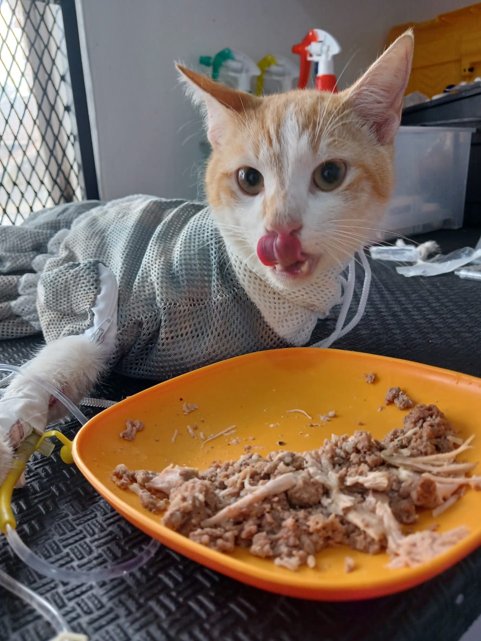 Pet recovering in comfortable monitoring area