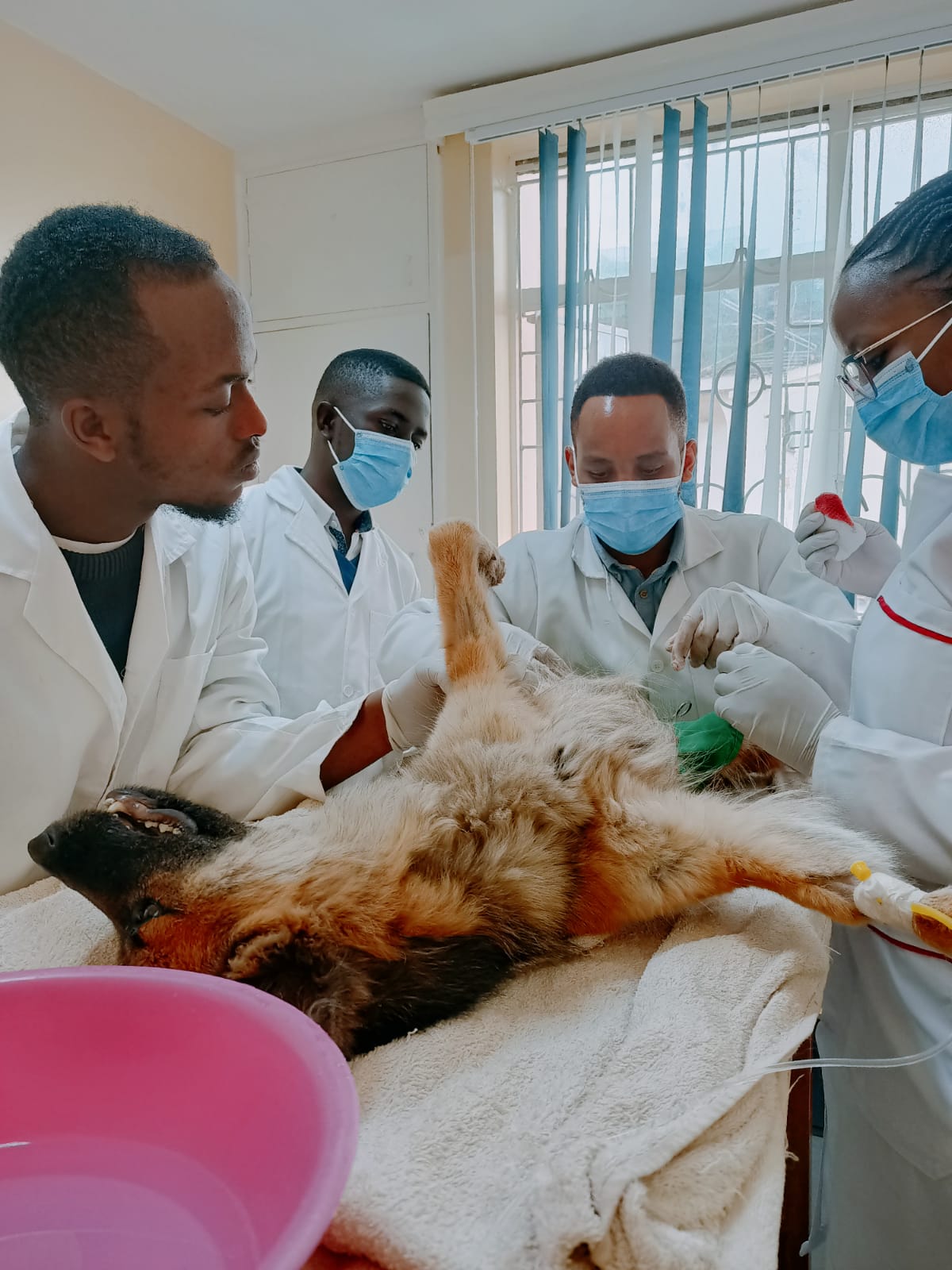 Veterinary surgical procedure in progress